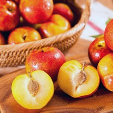 자두-추천-상품