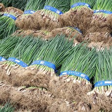 조은먹거리 쪽파 잔파 흙쪽파 1단(1kg내외), 1개, 흙쪽파 1kg 내외