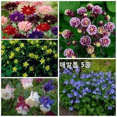 매발톱
