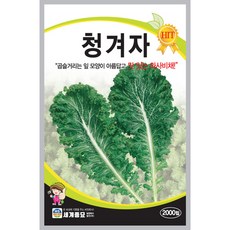 와사비씨앗 TOP01
