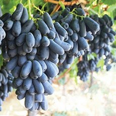 블랙사파이어묘목