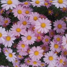구절초 X10개 들국화 3치포트 가을꽃 야생화, 핑크 3치포트 (10개), 10개
