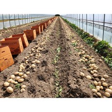 개진감자-추천-상품