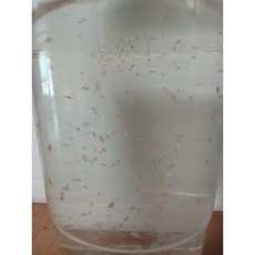 영양분이 가득한 물벼룩 다프니아 1000마리+청수 500ml, 다프니아1000마리+500ml