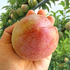 제철과일 고당도 김천 추희 자두, 특상 3KG(18~25과), 1개
