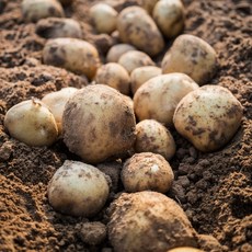 경북 두백 설봉 추백 햇 분감자 10kg, 소크기(2-3cm)