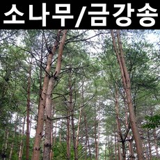 금강송 키100cm/나무 묘목/상록수/조경용