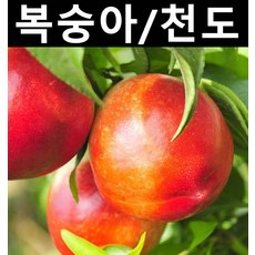 천도복숭아(환타지아) 접목1년(뿌리) 5개/나무 묘목/과실수/유실수