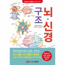의학뇌구조그림