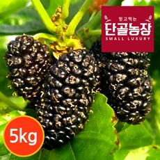 단골농장 내장산 토종 오디 생과 프리미엄 급냉, 1세트, 프리미엄 5kg, 1개