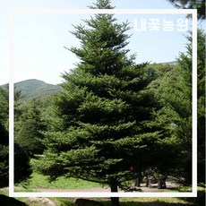 구상나무화분