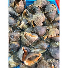 안면도 국산 자연산 참소라 1kg 제철 참소라 소라, 안면도 참소라 1kg, 1개