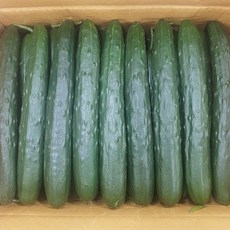 특품 취정오이 청오이 국내산 오이, 1개, 2kg(6~9개내외)