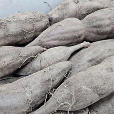 강원 횡성 고랭지 흰 야콘 10kg 레드야콘 10kg 중상품 랜덤, 1개, 흰 야콘(갈라짐, 부러짐) 10kg