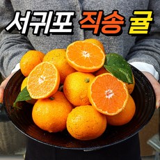 고당도귤