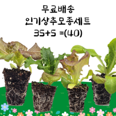 인기상추모종 세트 (대) 35+5 40개 상추키우기 식물키우기 인기상추 모종키우기 텃밭 주말농장 상추키우기 쌈채소