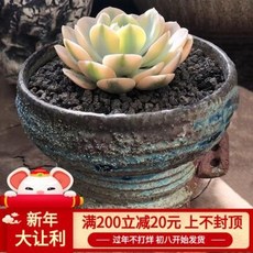 백국
