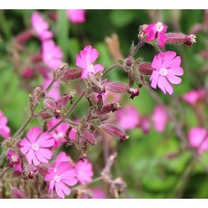 어깨동무콩나물