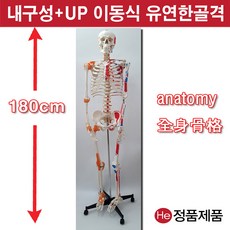 인체해부모형