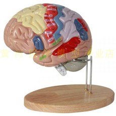 3d해부학빅토이