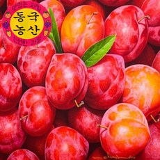하코트살구-추천-상품