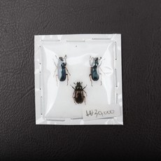  Platycerus acuticollis 애보라사슴벌레 건조표본 2번, 일본산 애보라사슴벌레 수수암 묶음 