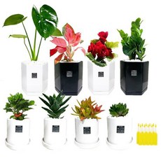 플랜트스토리 공기정화 반려식물 8종+식물영양제 10개, 단품
