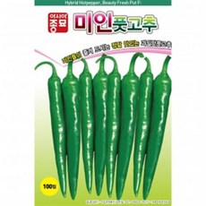 미인풋고추모종