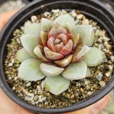 [둥이다육] 독일샴페인1+1 (총2개)