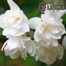 고광나무 스노우벨 p9포트 개화주 묘목 나무언니