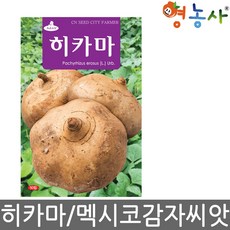 히카마 씨앗 50립 멕시코 감자 얌빈 종자