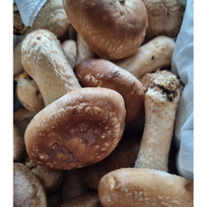 [산지직송]친환경 무농약 솔송화 명품 송고 버섯 가정형 500g 외 [원산지:국산(경기도 고양시 일산서구) 등], 1박스, 가정형 솔송화버섯 500g