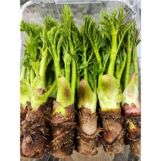 가평 참두릅 한팩 500그램, 1개