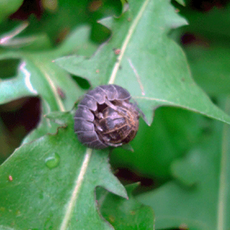 공벌레(콩벌레)(10마리)