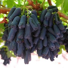 블랙사파이어묘목