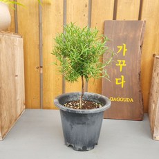 로즈마리토피어리
