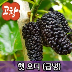 오디(급냉) 햇 오디 뽕나무열매 세척 필요없는 편리한 생과 선별배송 에어세척 산지직송