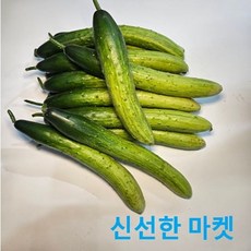 신선한마켓 국내산 특 백오이 1kg 2kg 3kg 4kg 5kg 10kg