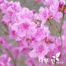 추천4영취산진달래축제