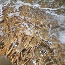 신의수산 러시아 자숙 대게 찜 요리 파티 잔치 음식 특A급 프리미엄, 1개, 5kg