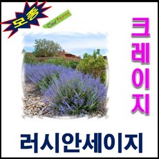 상록식물 뿌리 러시안세이지-크레이지 블루 5뿌리