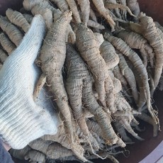 태백산골더덕