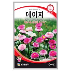 데이지 씨앗 300립 A0284