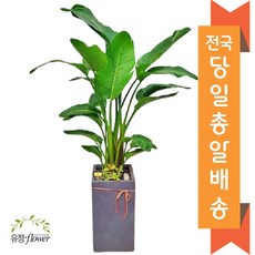 대형화분 고급 개업화분 거실인테리어화분 당일배송, 07. 극락조(여인초)(기본받침), 1개