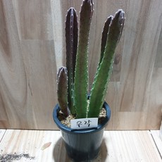 인플랜츠팜 우각선인장 전자파차단식물 반려식물플랜테리어