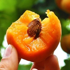 [꿀쫀득] 명품 영천 햇 살구