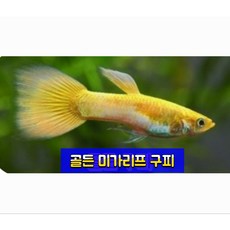 골든 미가리프 구피 1쌍(암수)