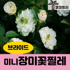 [코코트리] [꽃나무] 신품종 장미꽃찔레, 1개, 미니장미꽃찔레(브라이드) 15cm포트