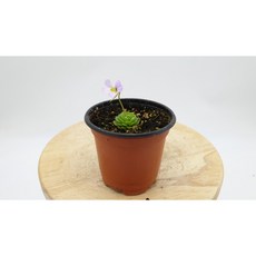 벌레잡이제비꽃키우기