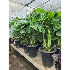 몬스테라 대품 키 70-90 cm 인기식물 인테리어 식물, 1개